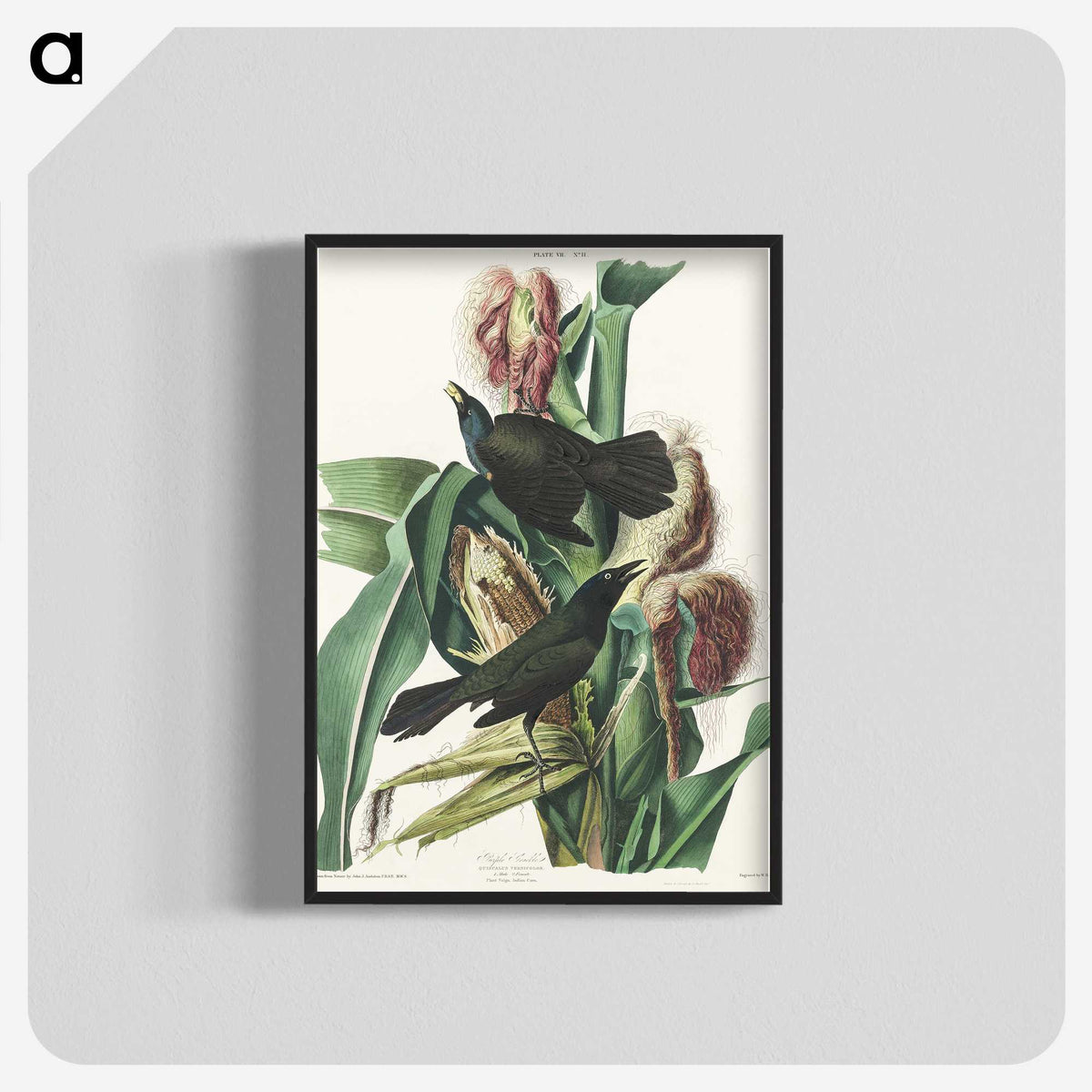 2-36_John-James-Audubon_blk-crop