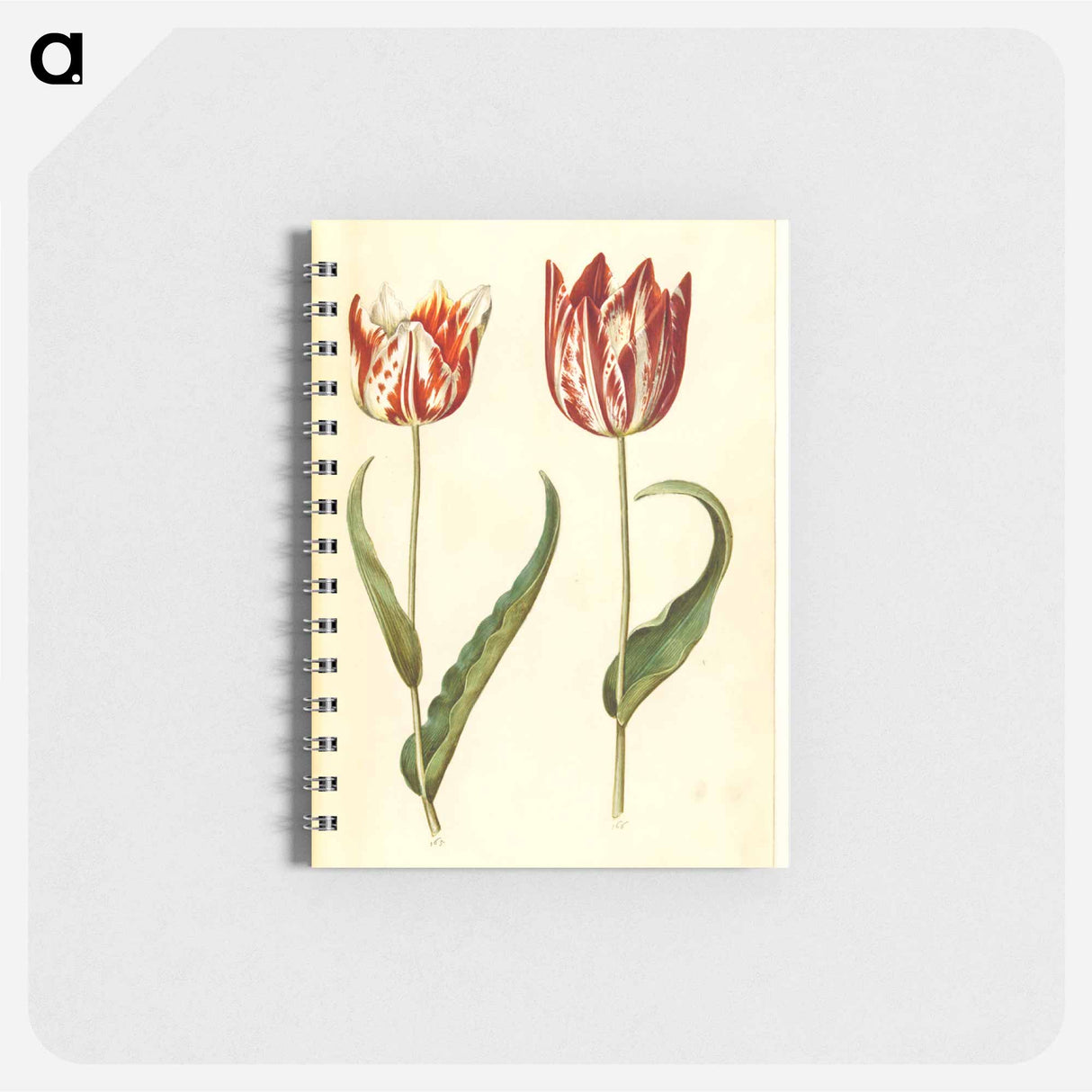 アートメモ帳-Tulipa gesneriana
- マリア ジビーラ メーリアン Memo.