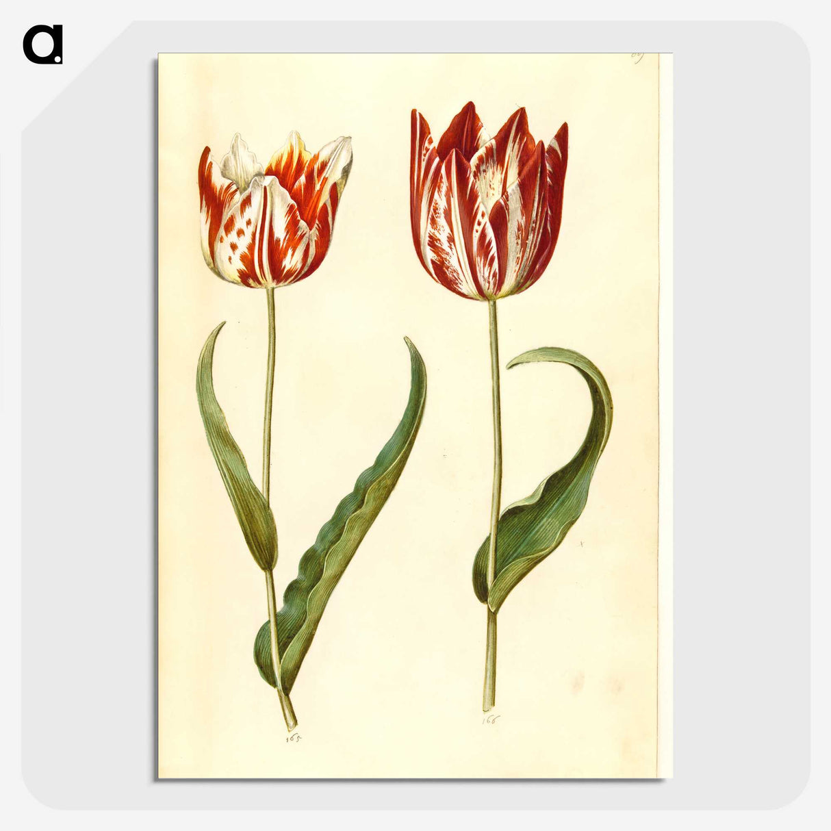2-36_Maria-Sibylla-Merian_picture-crop