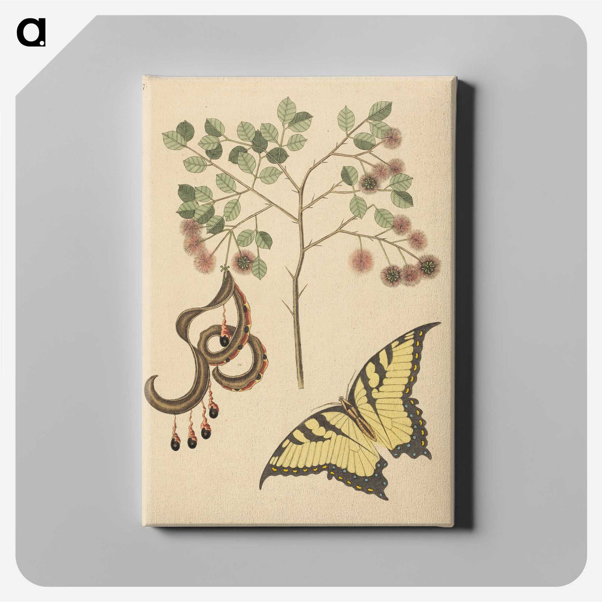 2-36_Mark-Catesby_canvas