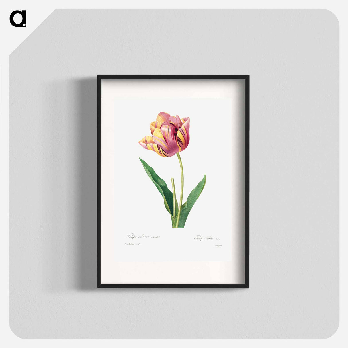 Tulip - Pierre Joseph Redouté Poster.