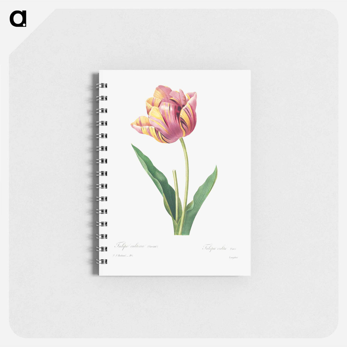 Tulip - ピエール ジョゼフ ルドゥーテ Memo.
