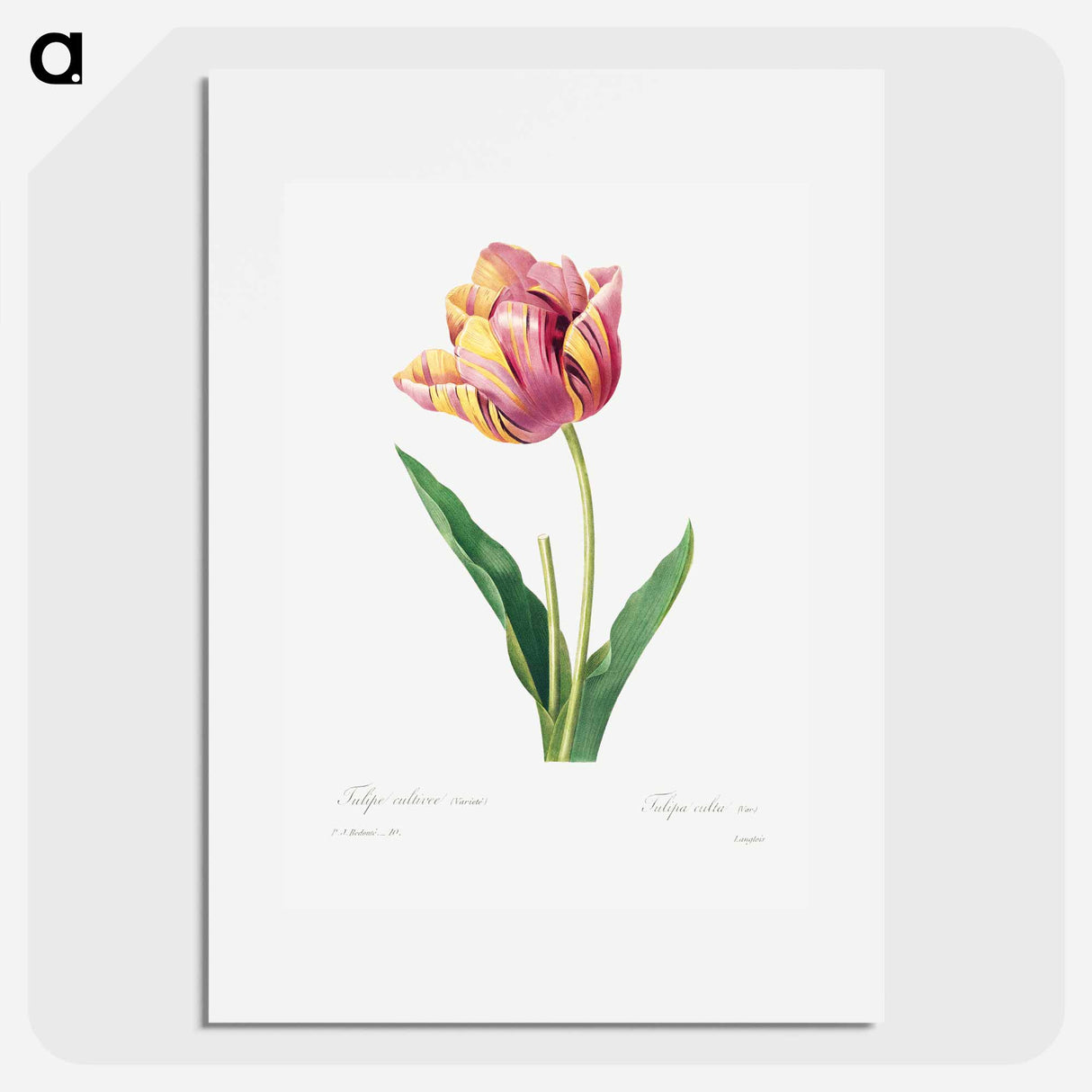 Tulip - Pierre Joseph Redouté Poster.