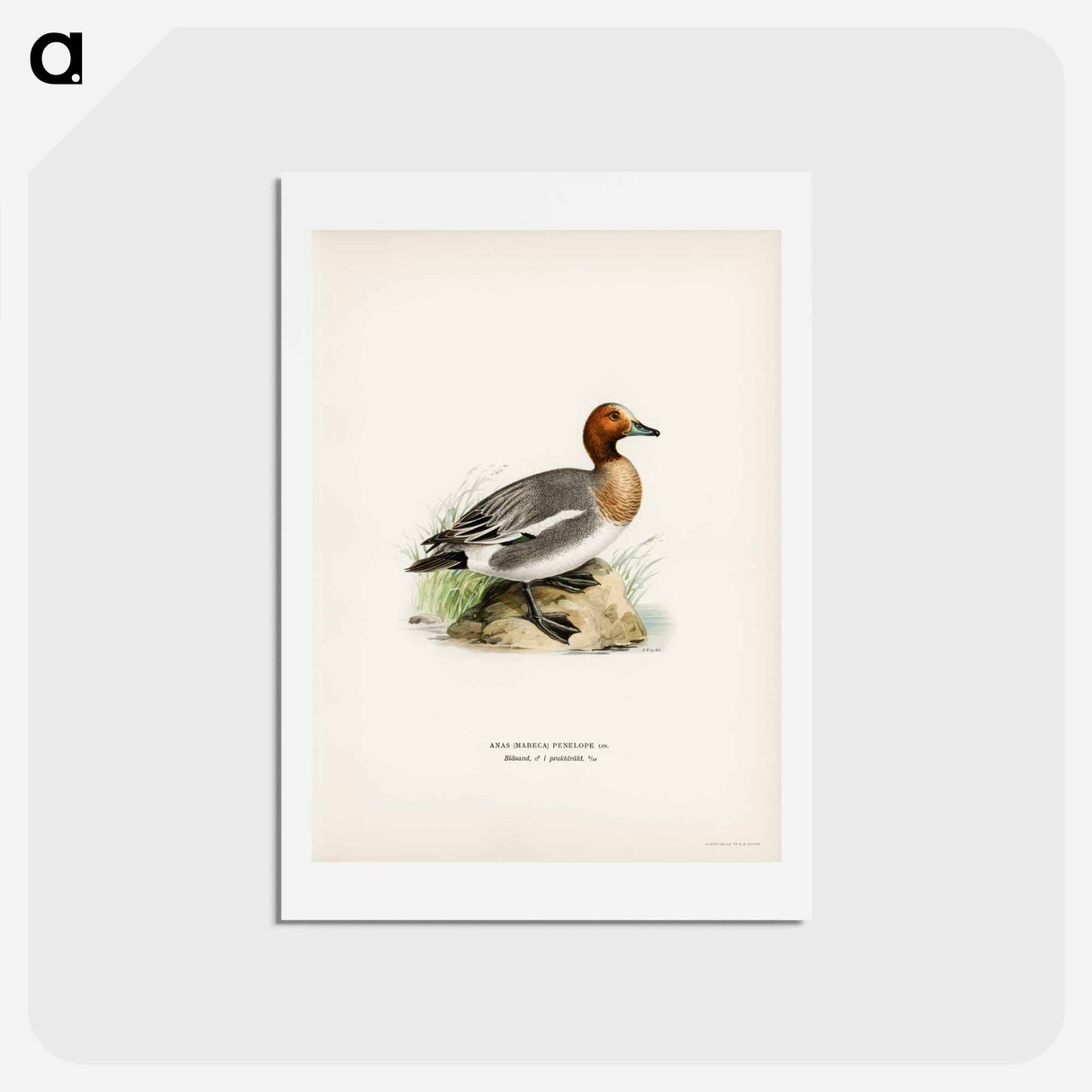 アートポストカード-Eurasian Wigeon
- スヴェンスカ フォグラル Postcard.