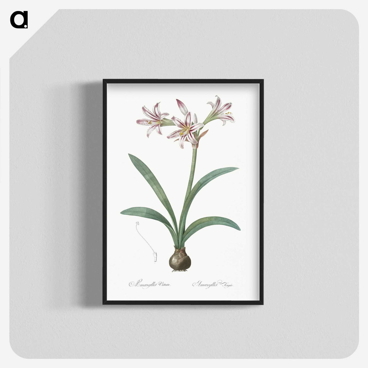 2-36_The-Lilies_blk-crop