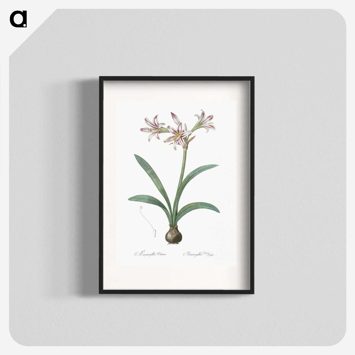 2-36_The-Lilies_blk