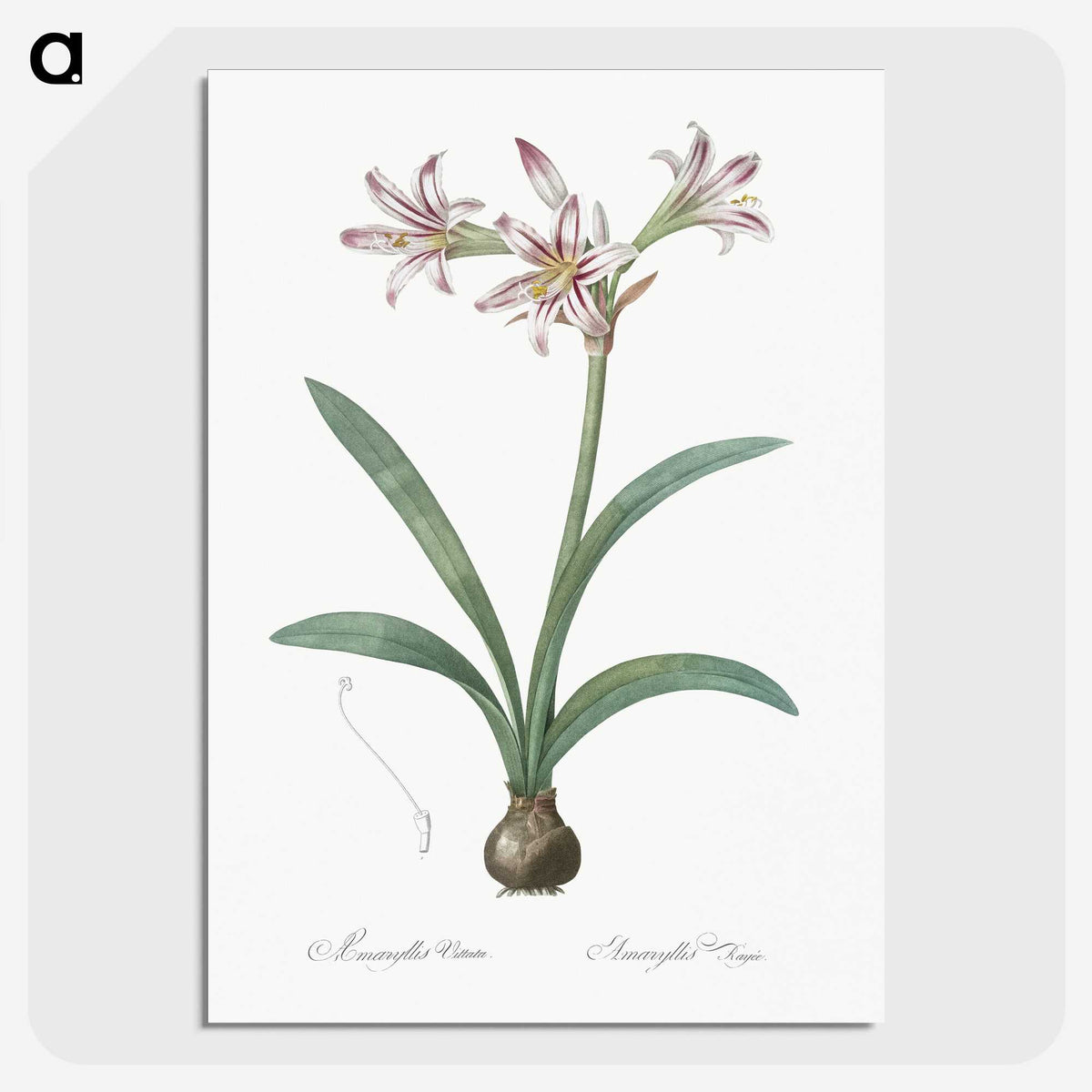 2-36_The-Lilies_picture-crop