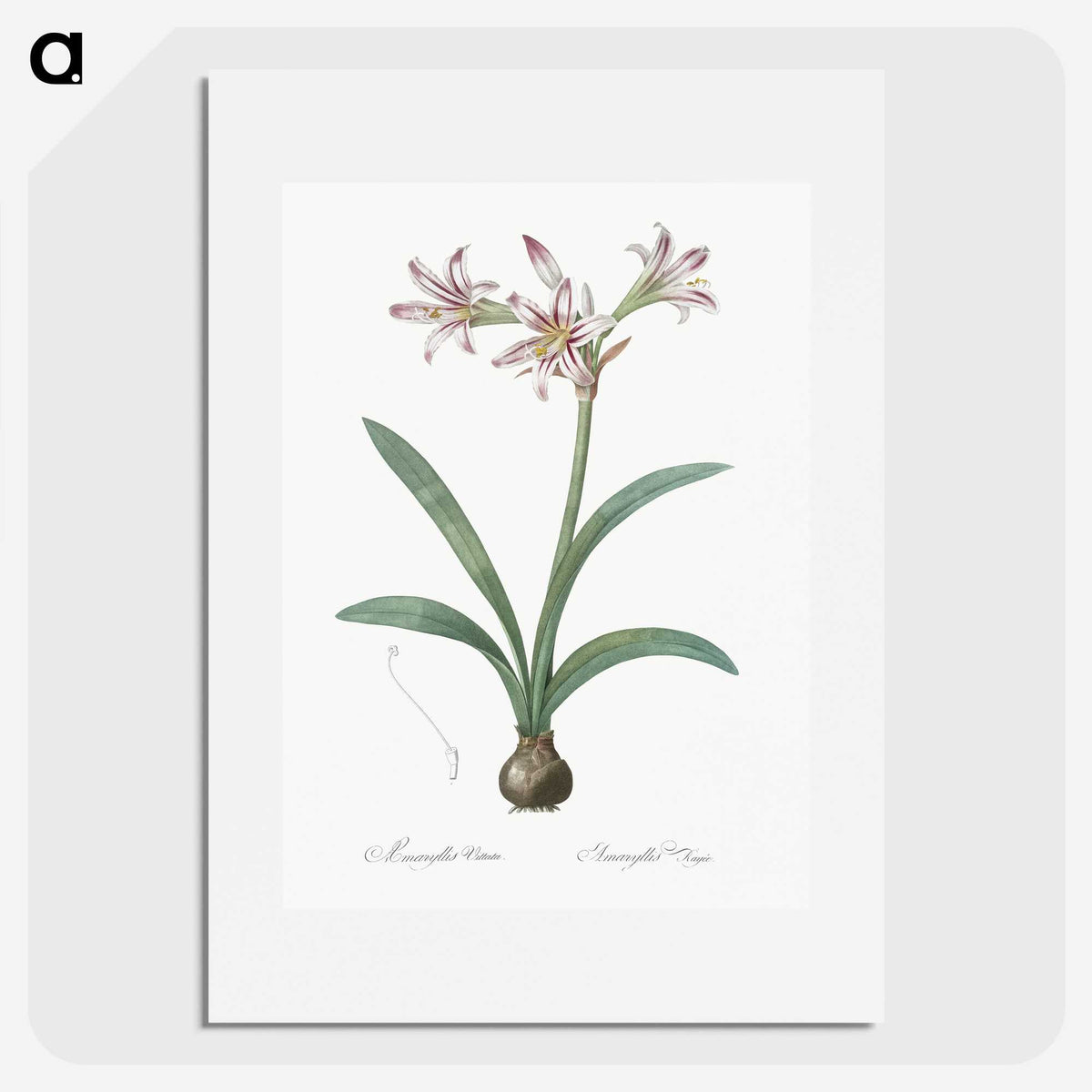 2-36_The-Lilies_picture