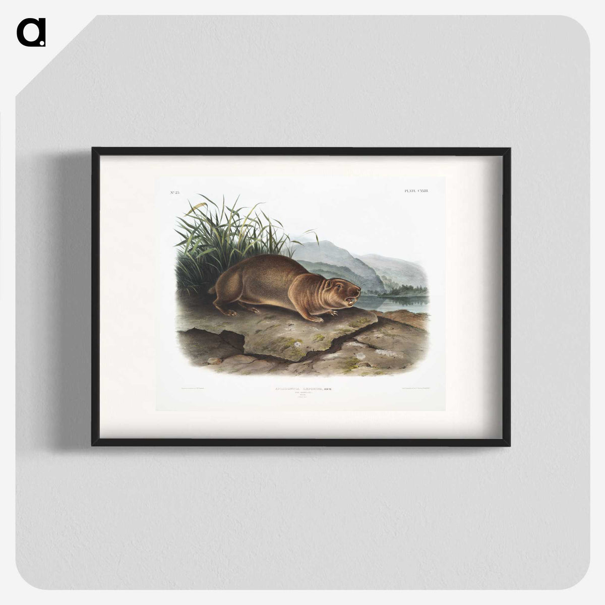 2-36_The-Viviparous-Quadrupeds_blk