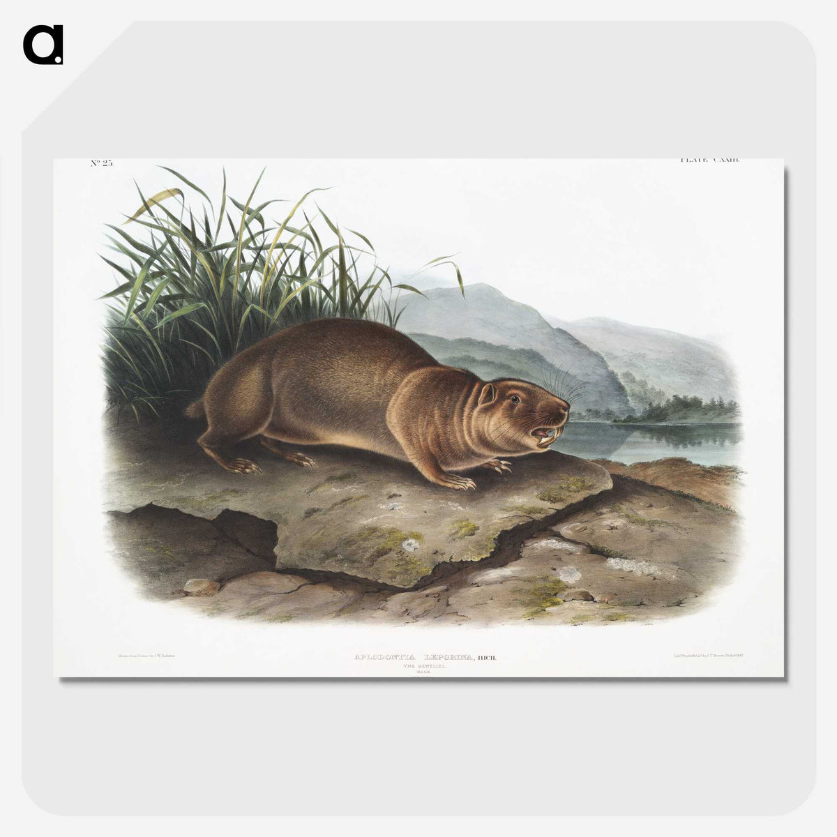 2-36_The-Viviparous-Quadrupeds_picture-crop