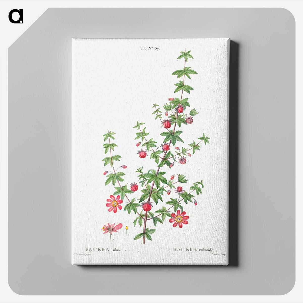 2-36_Treatise-on-Trees-and-Shrubs_canvas