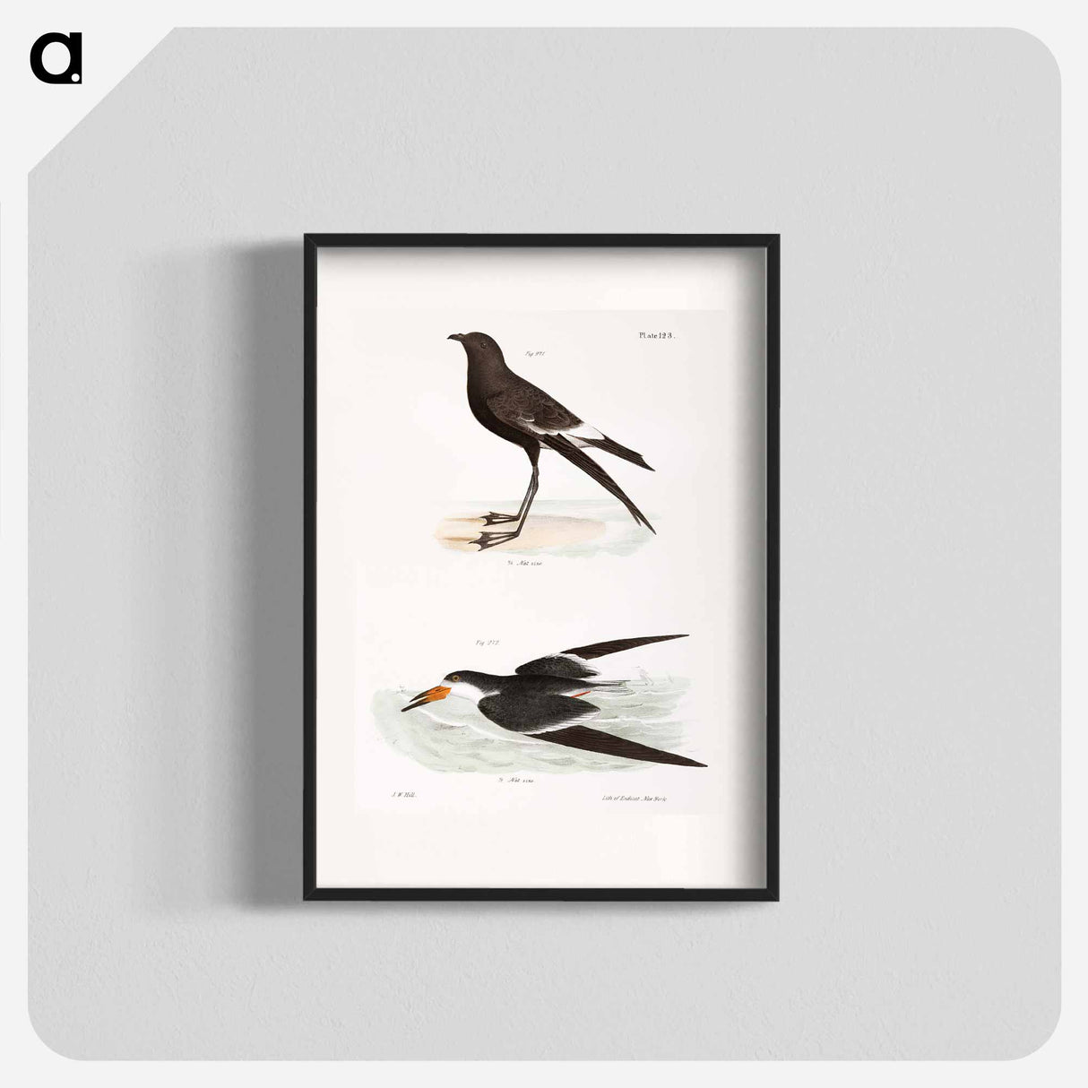 Wilson's Petrel (Thalassidroma wilsoni) 272. Black Skimmer (Rhynchops nigra) illustration from Zoology of New York by - ニューヨークの動物学 Poster.