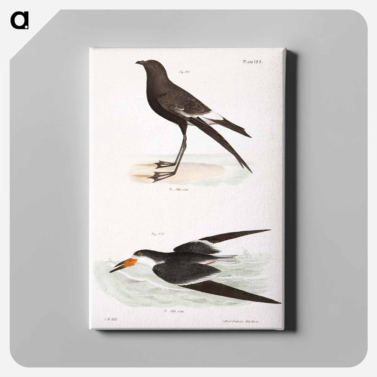 Wilson's Petrel (Thalassidroma wilsoni) 272. Black Skimmer (Rhynchops nigra) illustration from Zoology of New York by - ニューヨークの動物学 Canvas.