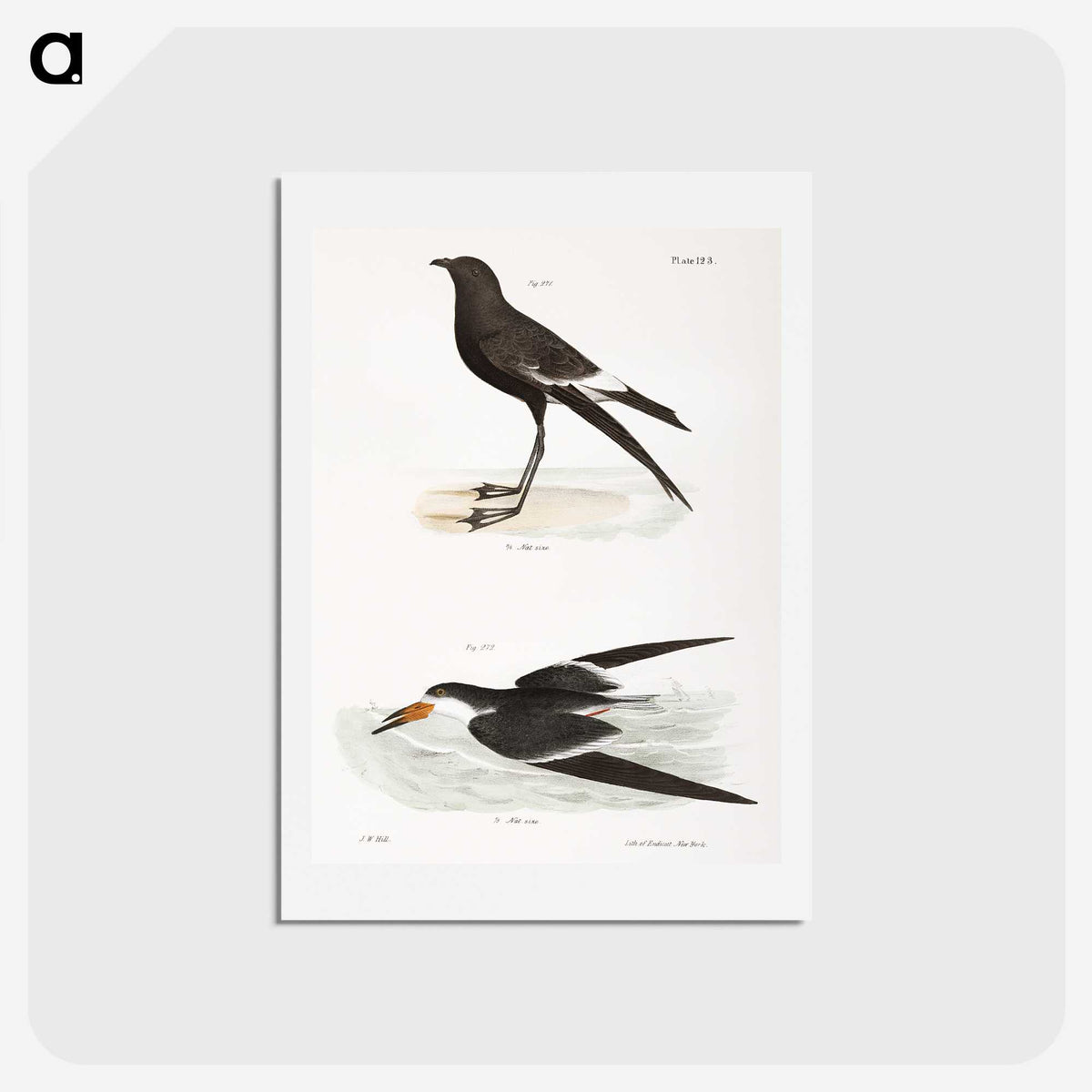 2-36_Zoology-of-New-York_hagaki