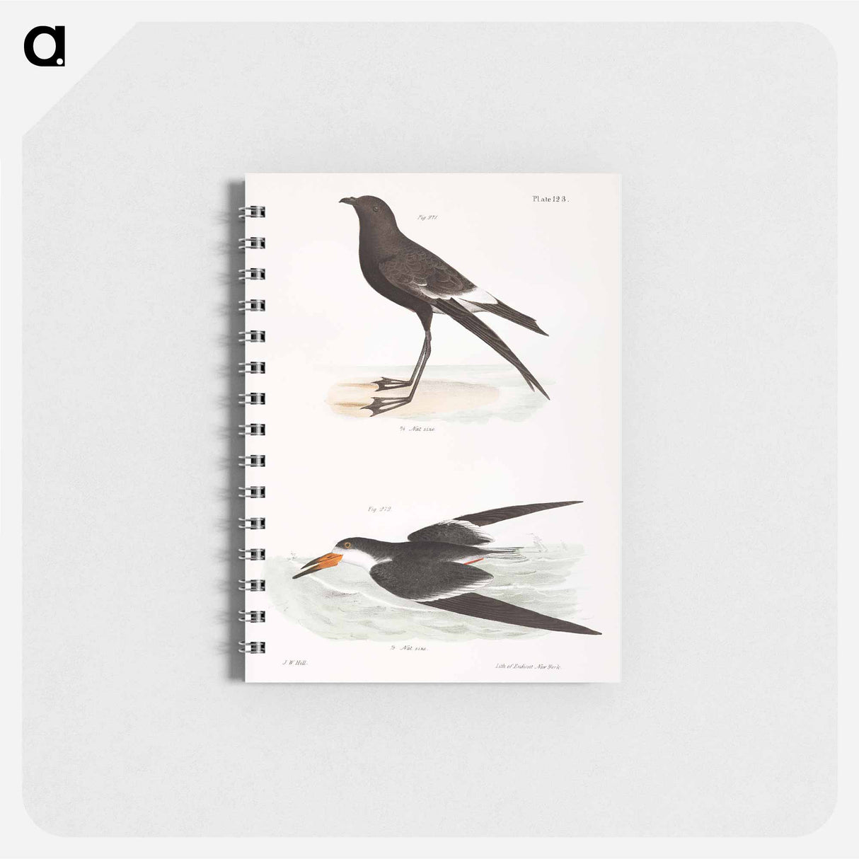 Wilson's Petrel (Thalassidroma wilsoni) 272. Black Skimmer (Rhynchops nigra) illustration from Zoology of New York by - ニューヨークの動物学 Memo.