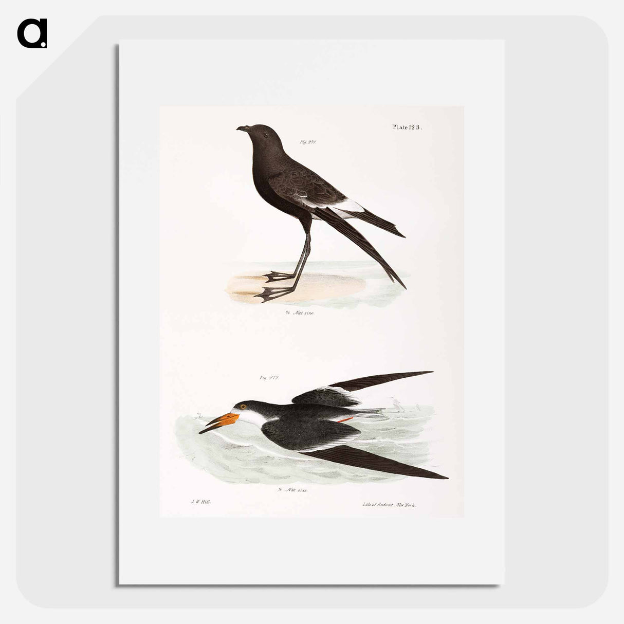 Wilson's Petrel (Thalassidroma wilsoni) 272. Black Skimmer (Rhynchops nigra) illustration from Zoology of New York by - ニューヨークの動物学 Poster.