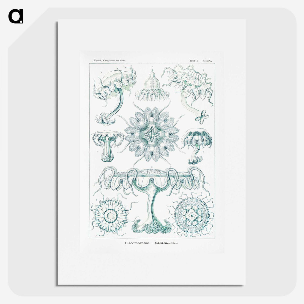 2-37_Ernst-Haeckel_picture