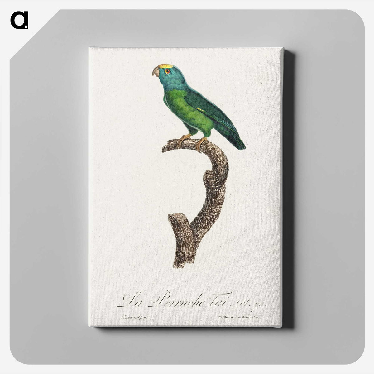 2-37_Francois-Levaillant_canvas