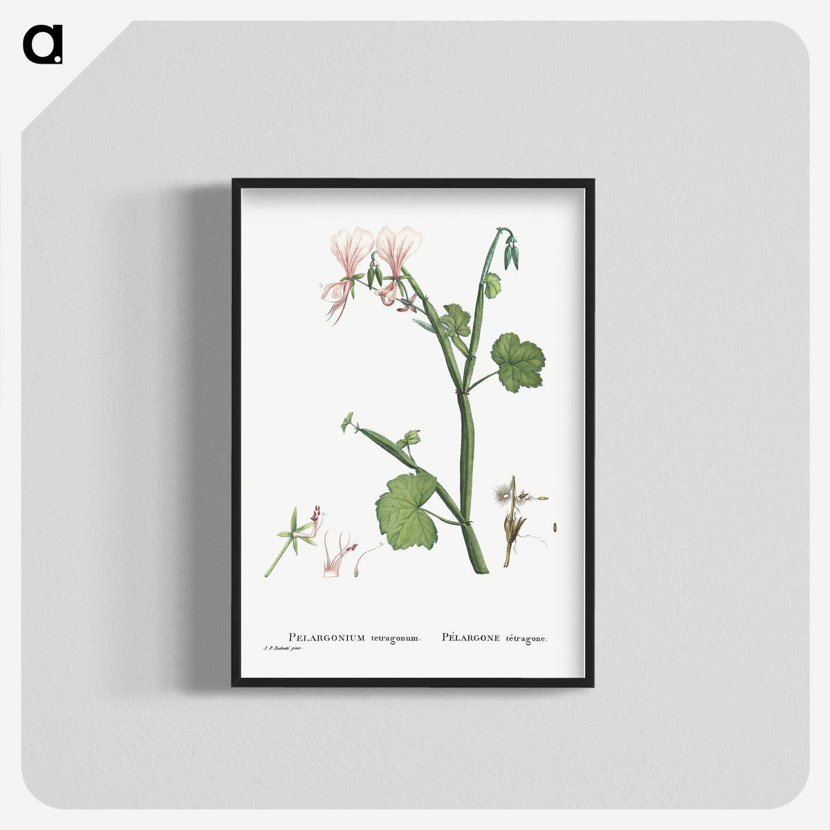 2-37_Histoire-des-Plantes-Grasses_blk-crop