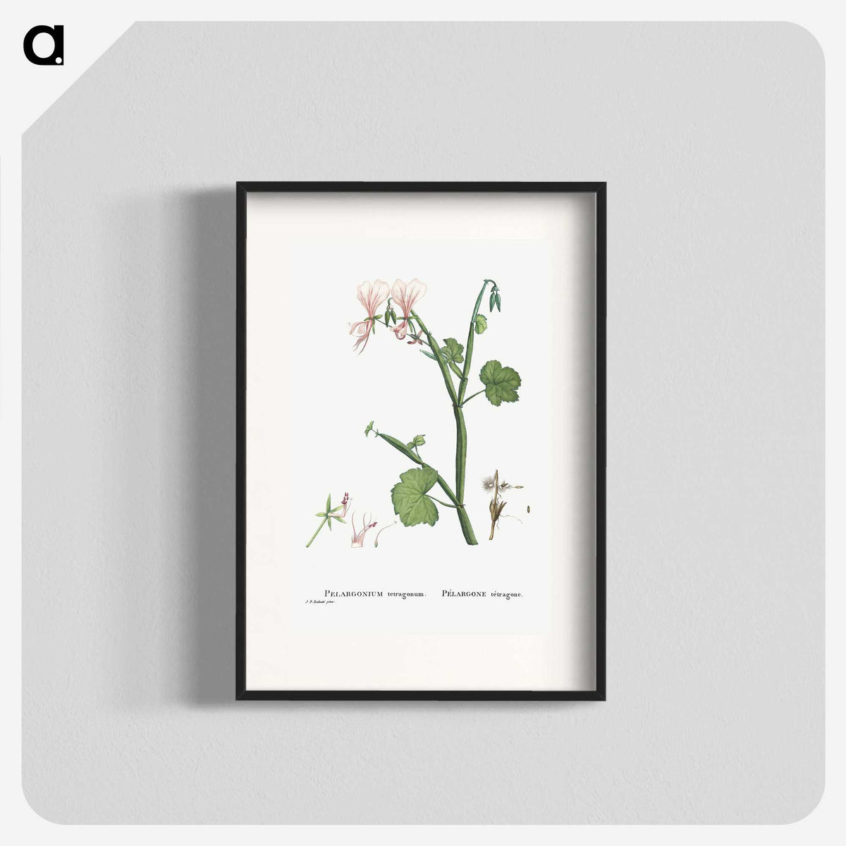 2-37_Histoire-des-Plantes-Grasses_blk