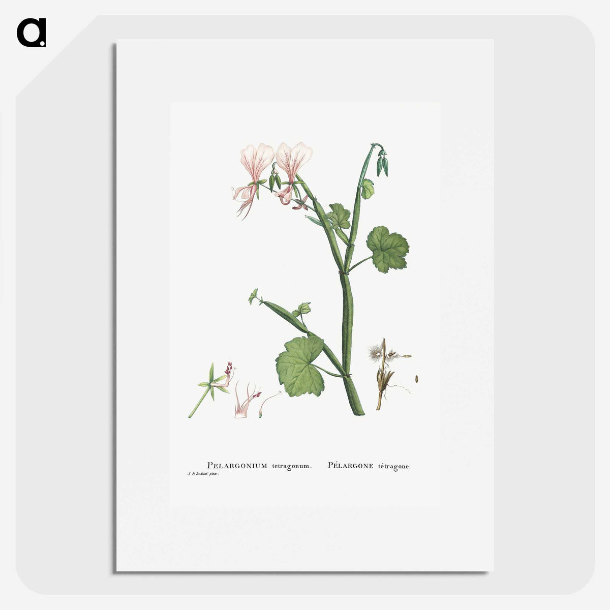 2-37_Histoire-des-Plantes-Grasses_picture