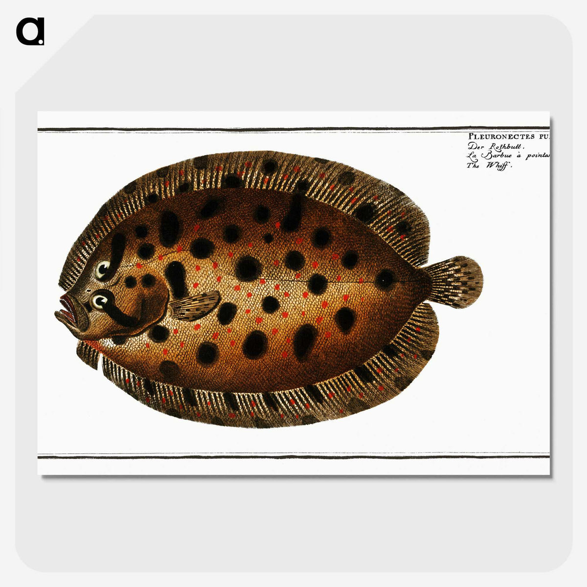 2-37_Ichtyologie-ou-Histoire-naturelle_picture-crop