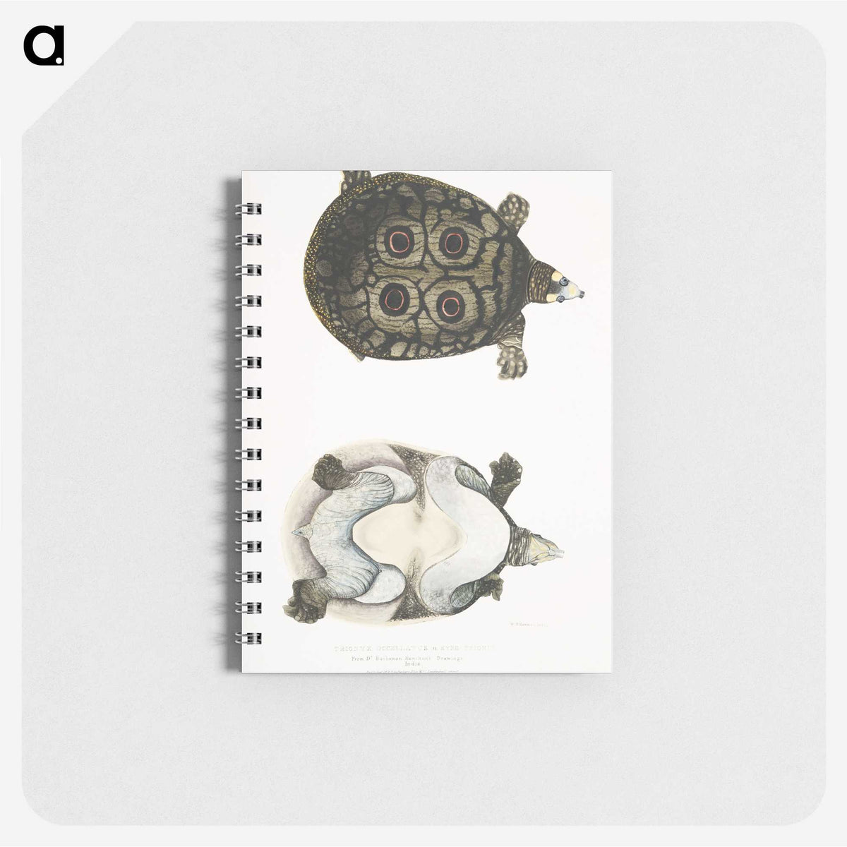 2-37_Indian-Zoology_memo