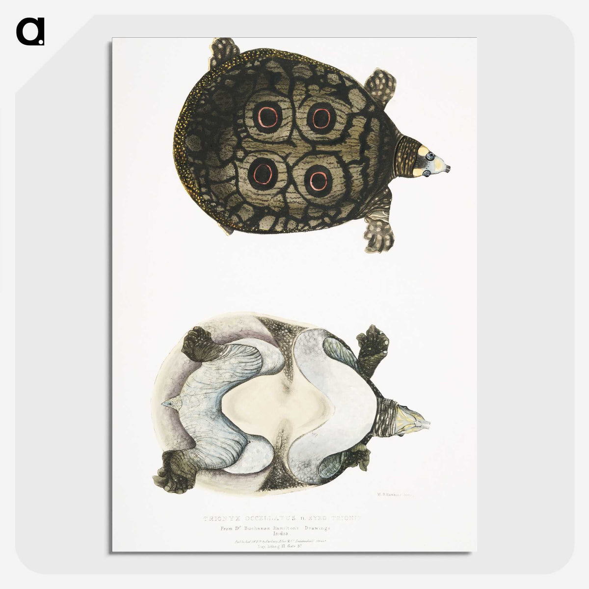 2-37_Indian-Zoology_picture-crop