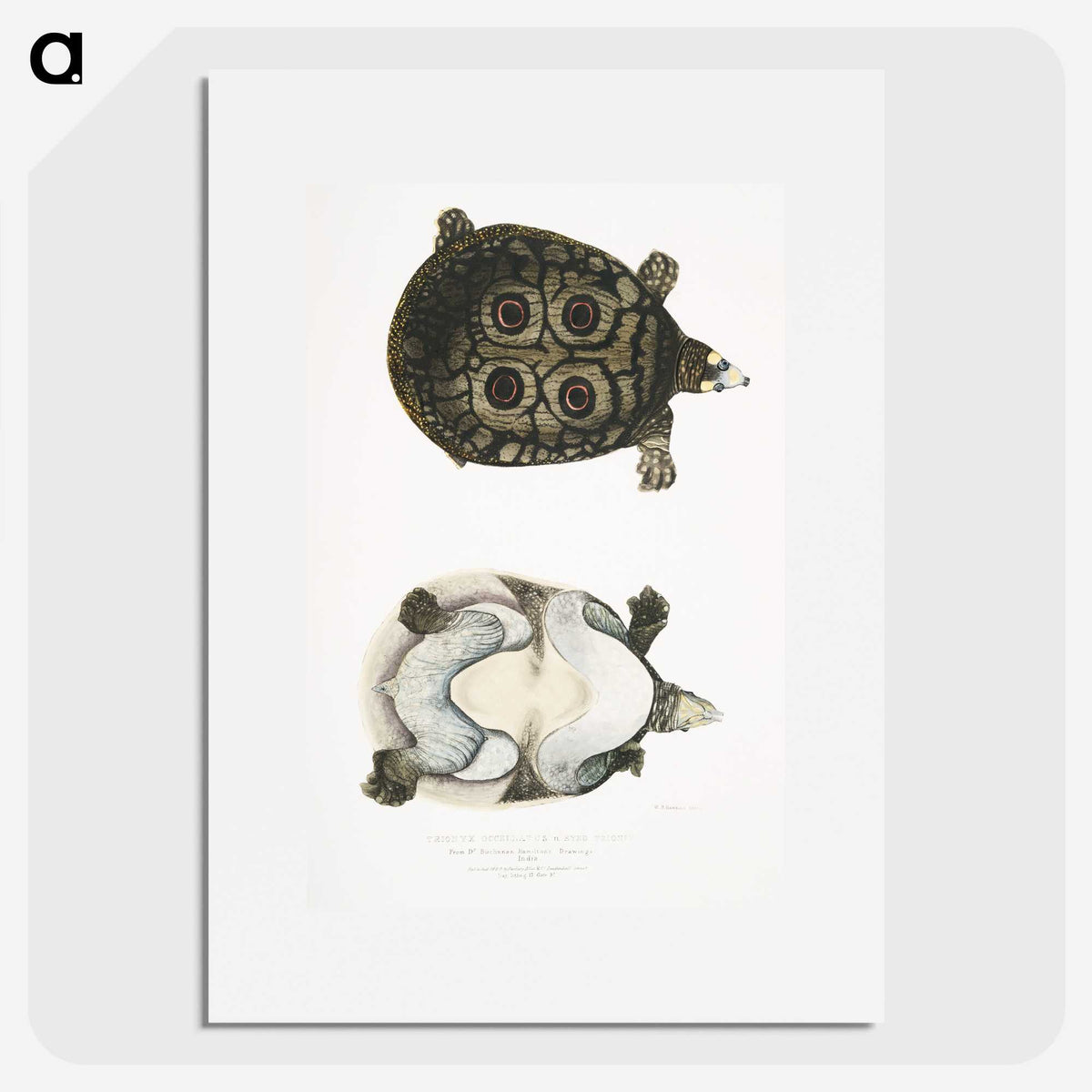2-37_Indian-Zoology_picture