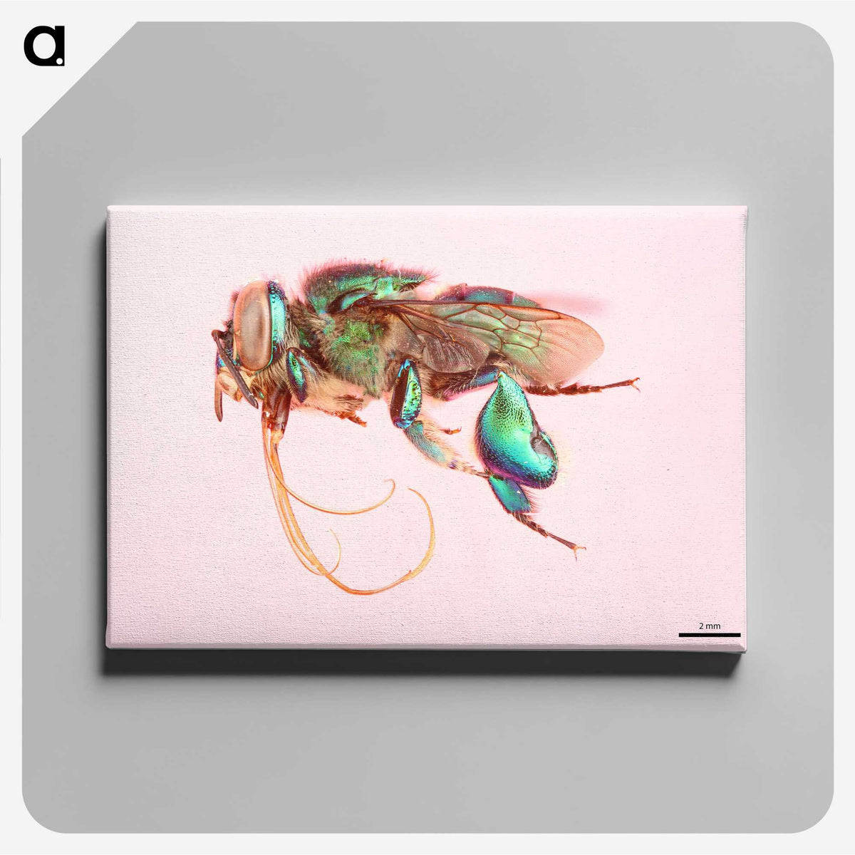 2-37_Insects-Unlocked-Project_canvas
