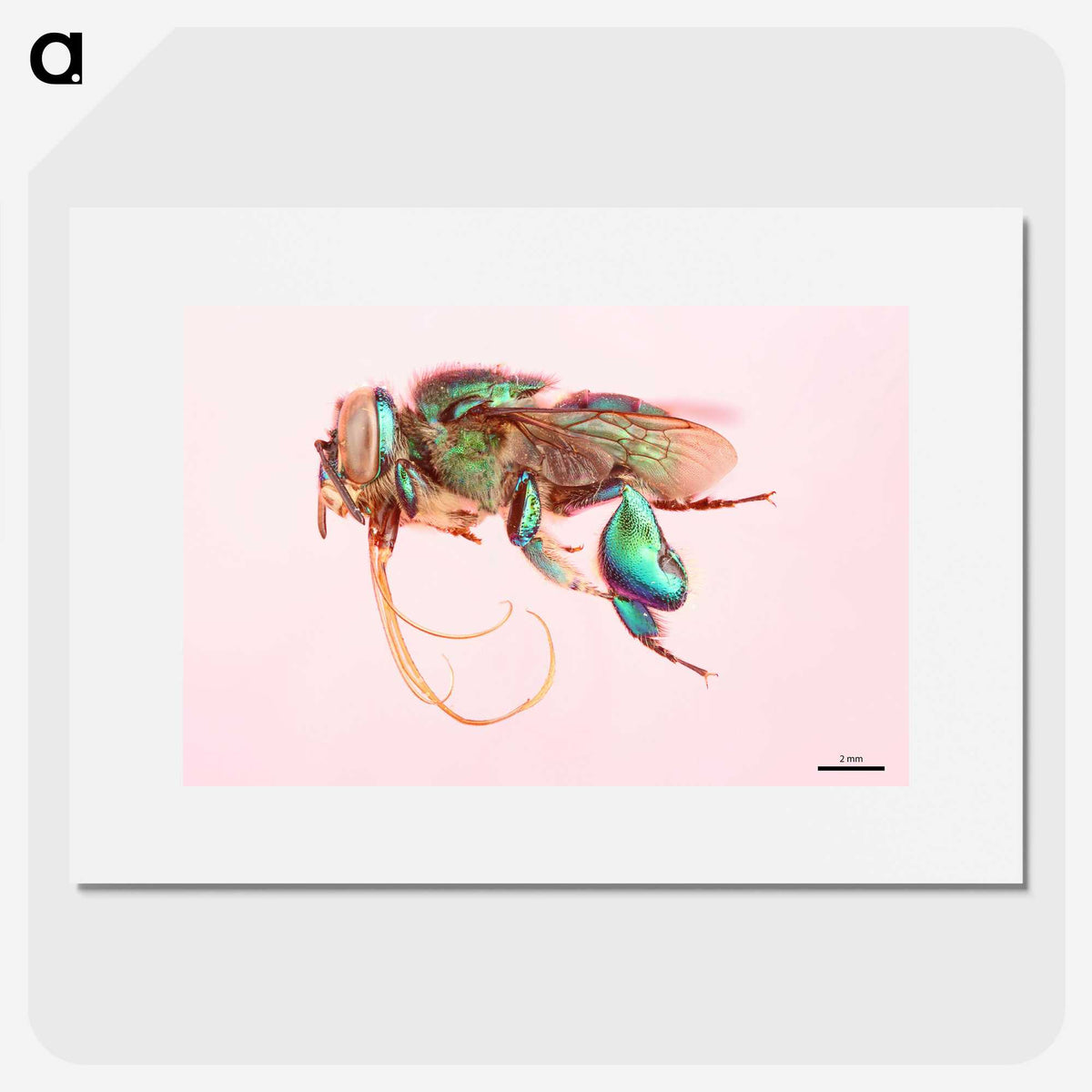 2-37_Insects-Unlocked-Project_picture