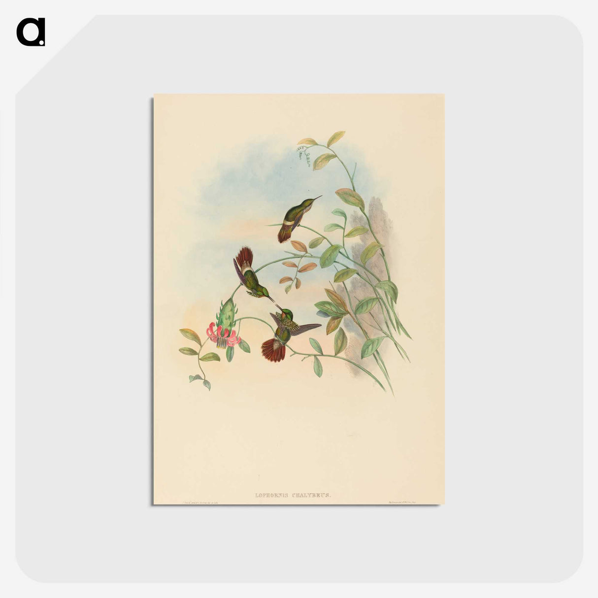 2-37_John-Gould_postcard