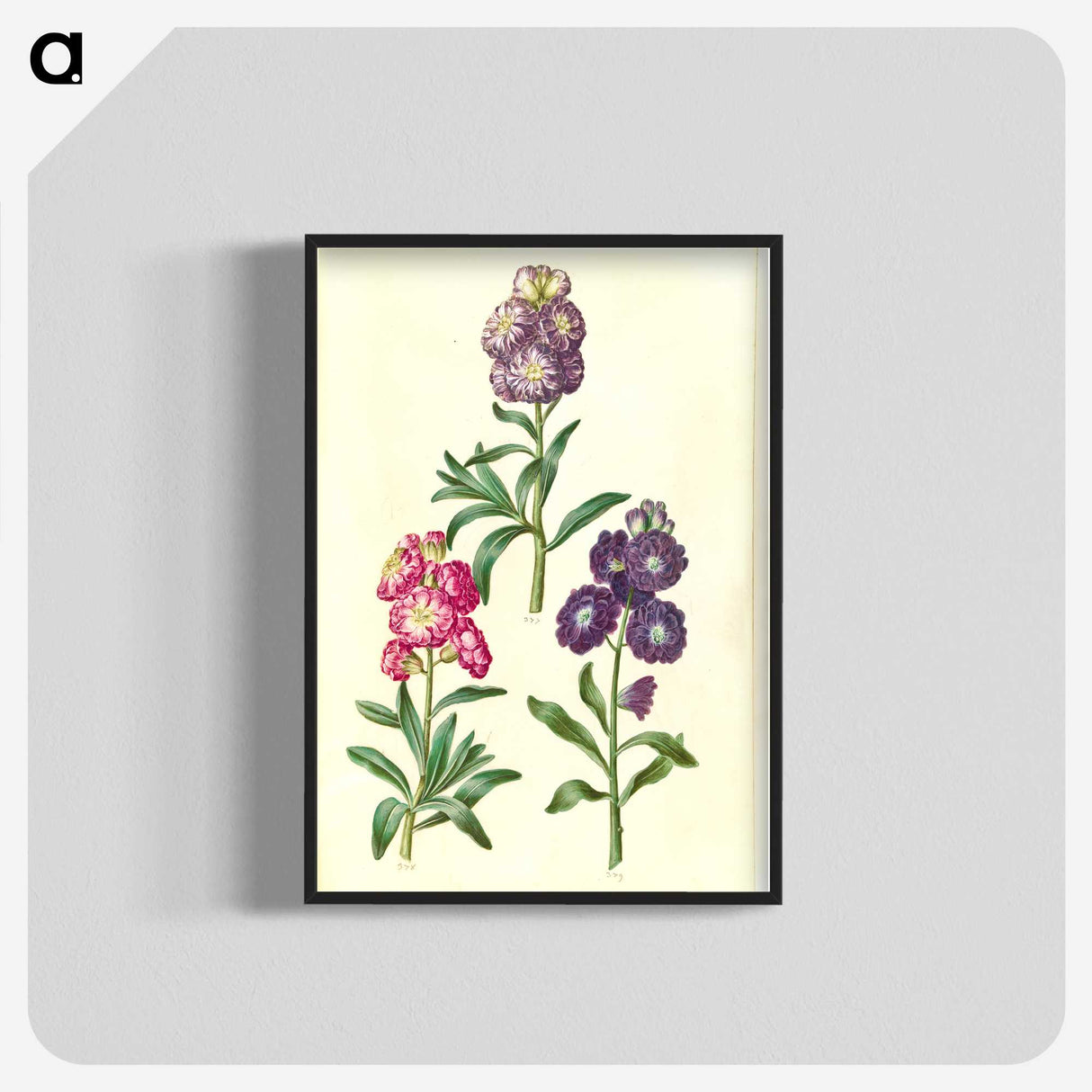 2-37_Maria-Sibylla-Merian_blk-crop