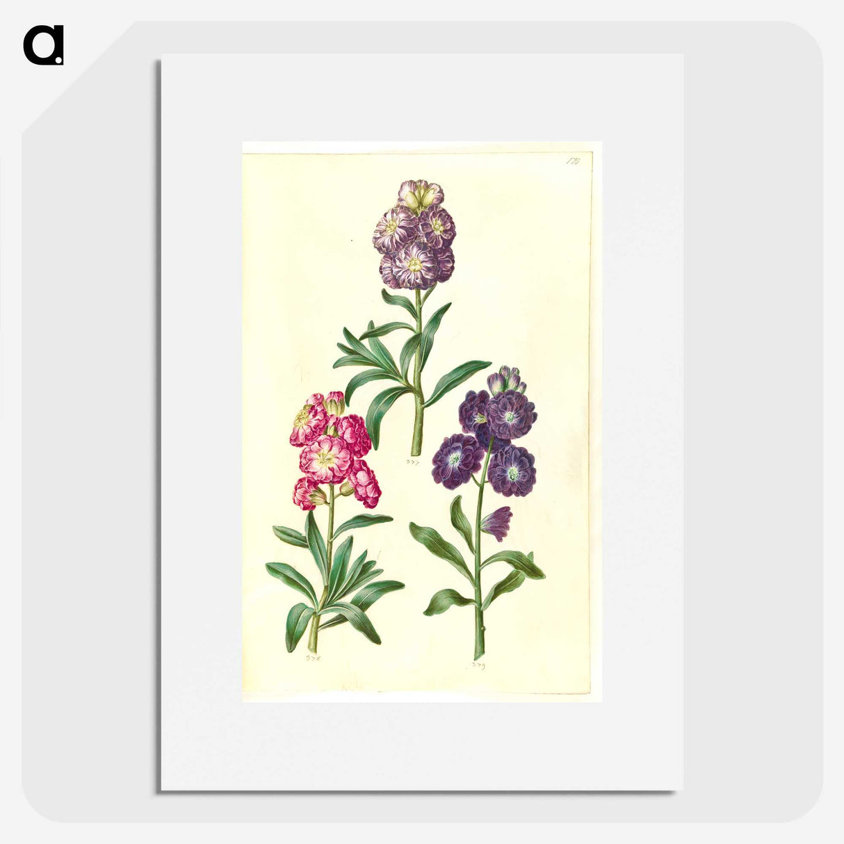 2-37_Maria-Sibylla-Merian_picture