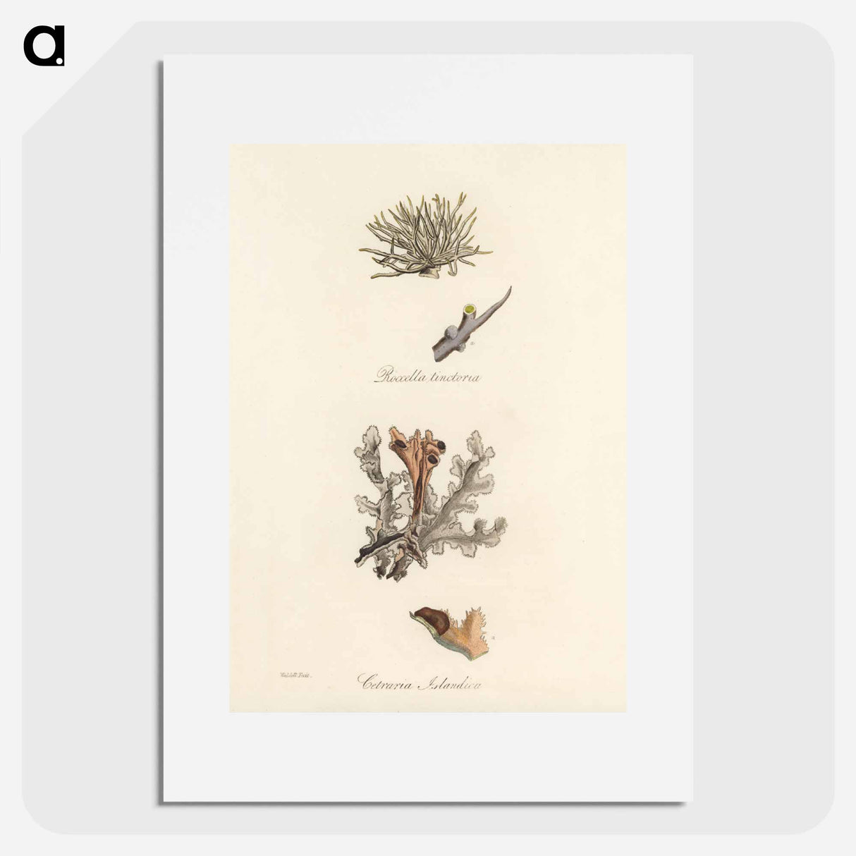 アートポスター-Iceland Moss Illustration
- 薬用植物学 Poster.