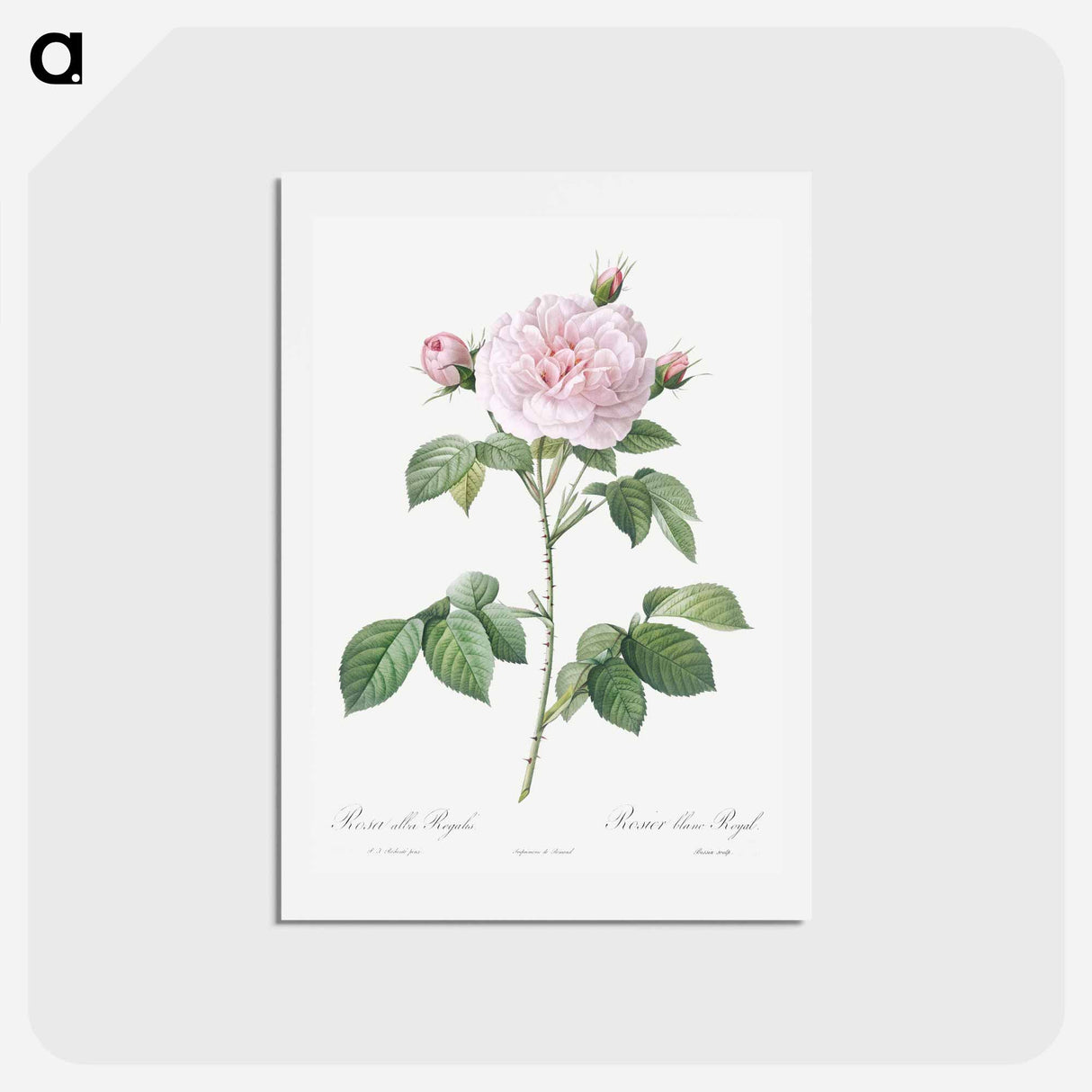 アートポストカード-Royal White Rose - ピエール ジョゼフ ルドゥーテ Postcard.