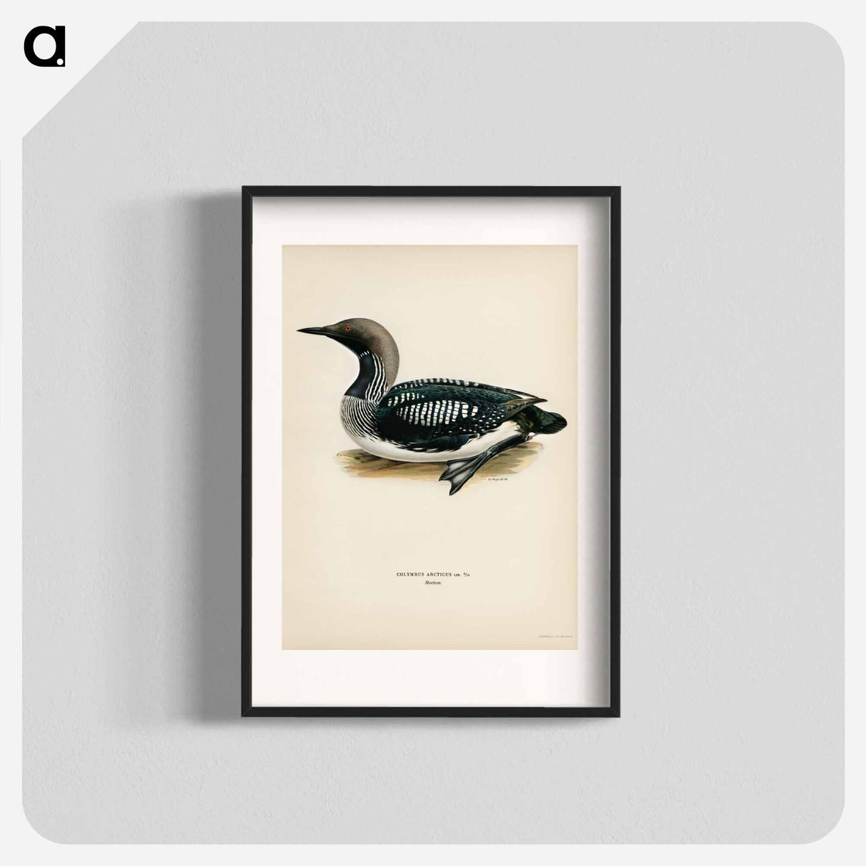 アートポスター-Black-Throated Loon
- スヴェンスカ フォグラル Poster.