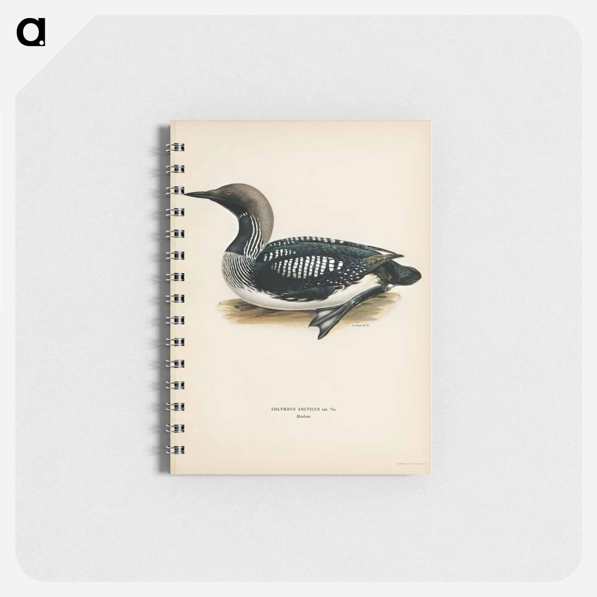 アートメモ帳-Black-Throated Loon
- スヴェンスカ フォグラル Memo.
