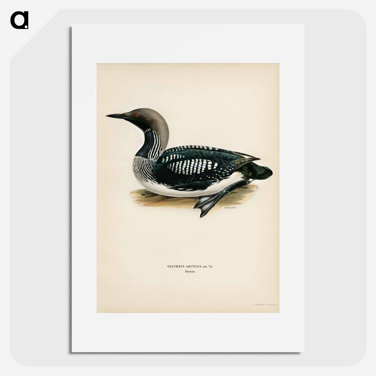 アートポスター-Black-Throated Loon
- スヴェンスカ フォグラル Poster.