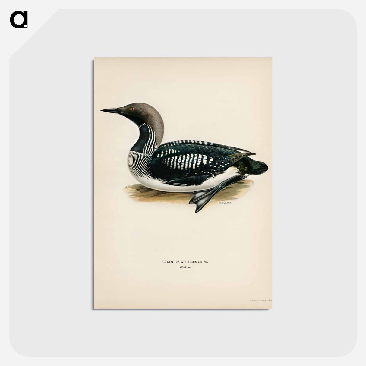 アートポストカード-Black-Throated Loon
- スヴェンスカ フォグラル Postcard.