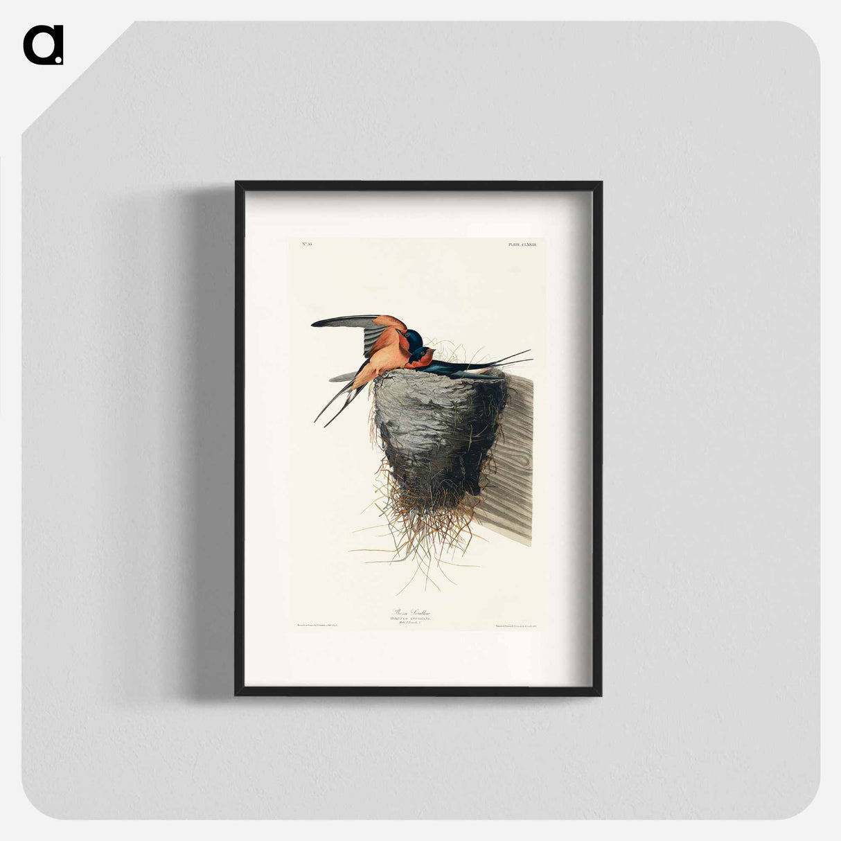 アートポスター-Barn Swallow from Birds of America
- アメリカの鳥たち Poster.