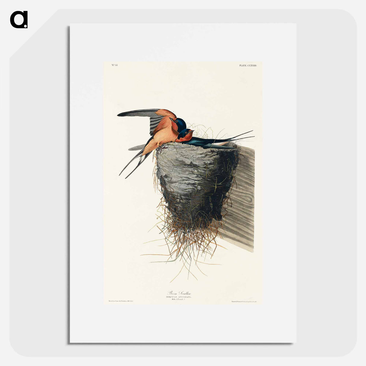 アートポスター-Barn Swallow from Birds of America
- アメリカの鳥たち Poster.