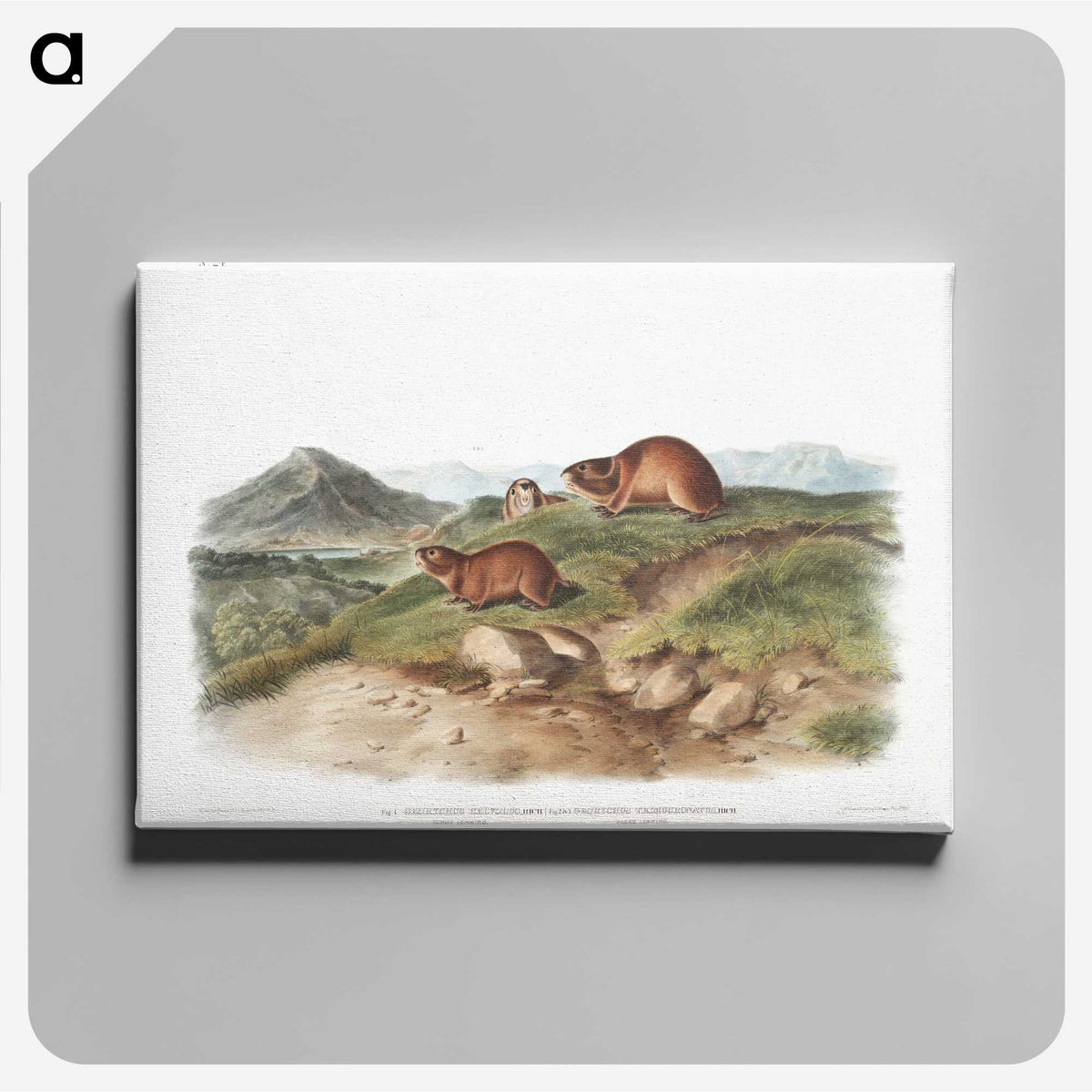 2-37_The-Viviparous-Quadrupeds_canvas