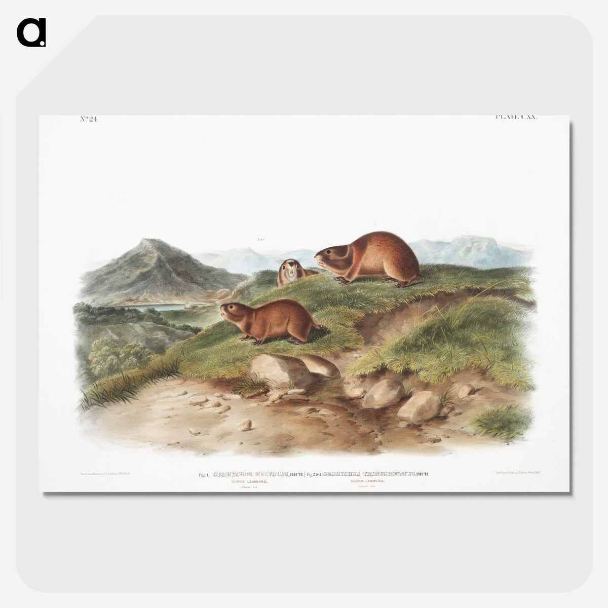 2-37_The-Viviparous-Quadrupeds_picture-crop