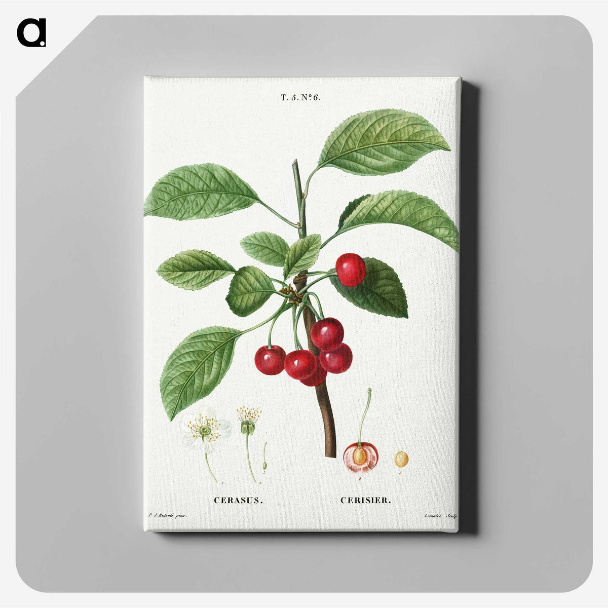2-37_Treatise-on-Trees-and-Shrubs_canvas