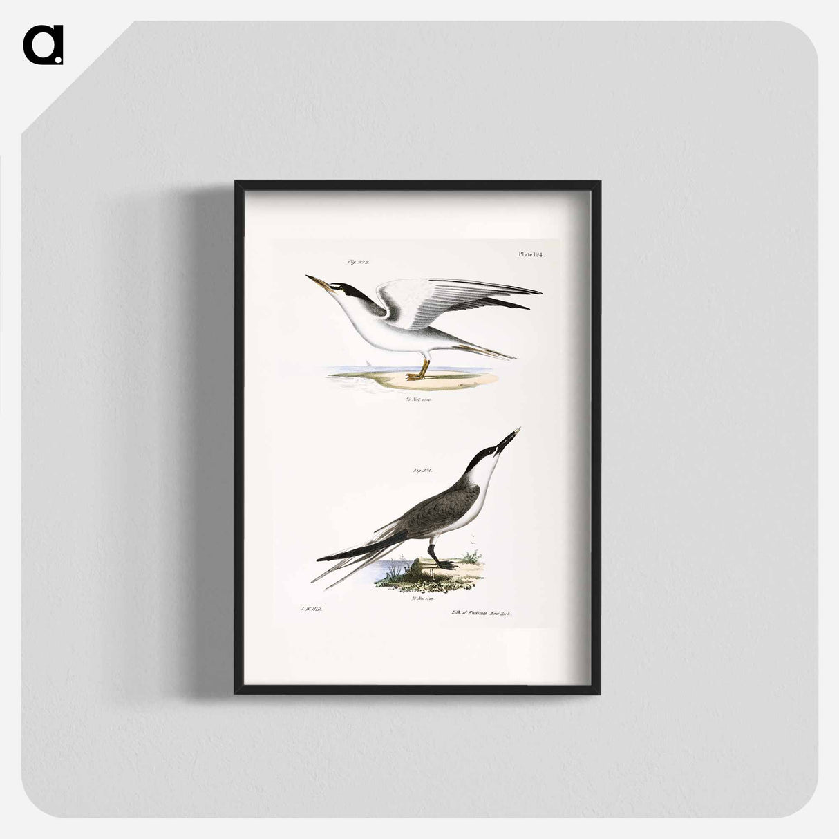 Silvery Tern (Sterna argentea) 274. Sandwich Tern (Sterna cantiaca) illustration from Zoology of New York by - ニューヨークの動物学 Poster.