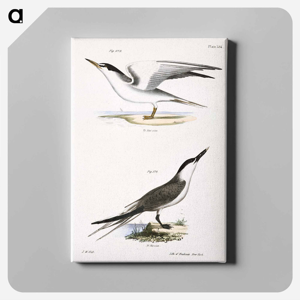 Silvery Tern (Sterna argentea) 274. Sandwich Tern (Sterna cantiaca) illustration from Zoology of New York by - ニューヨークの動物学 Canvas.