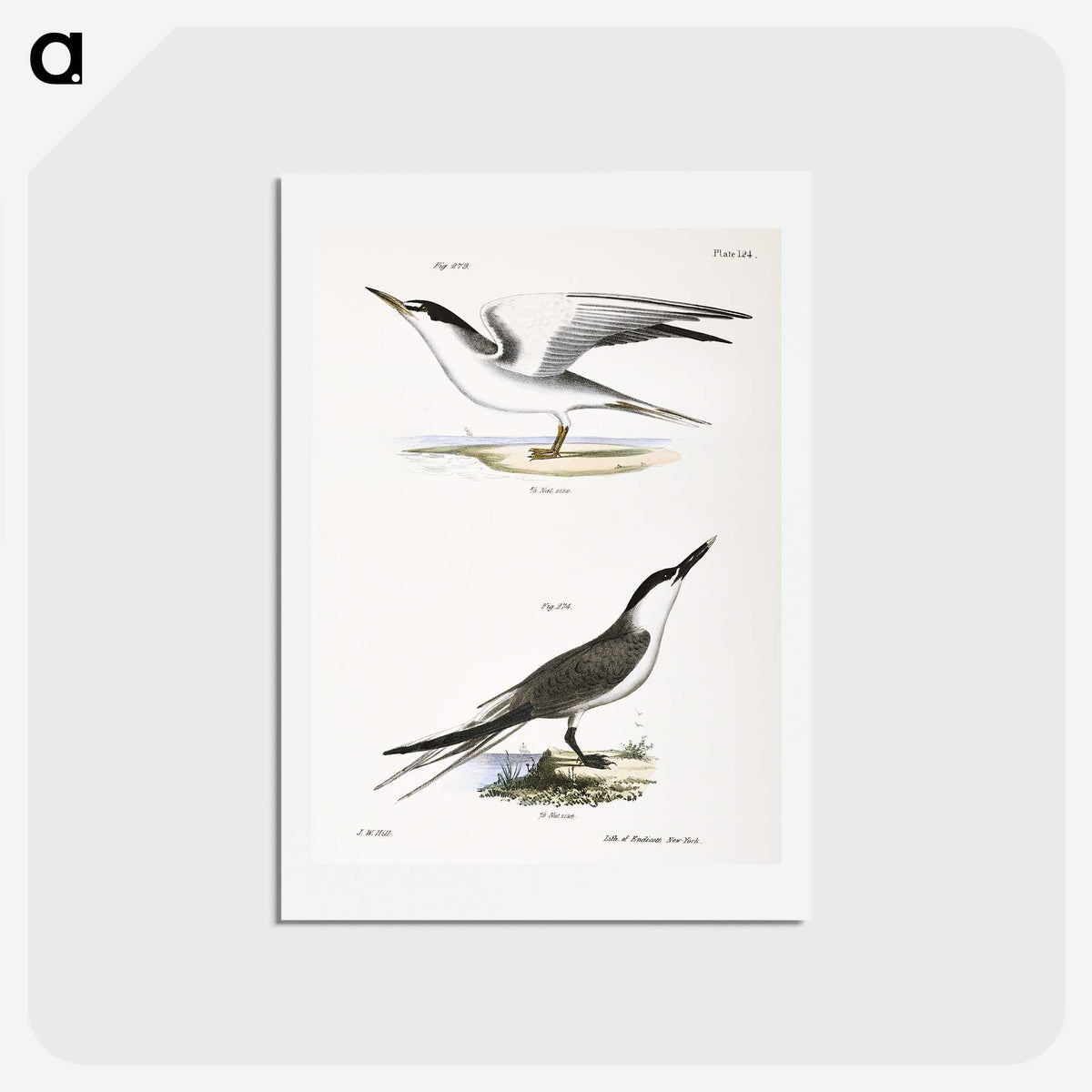 2-37_Zoology-of-New-York_hagaki