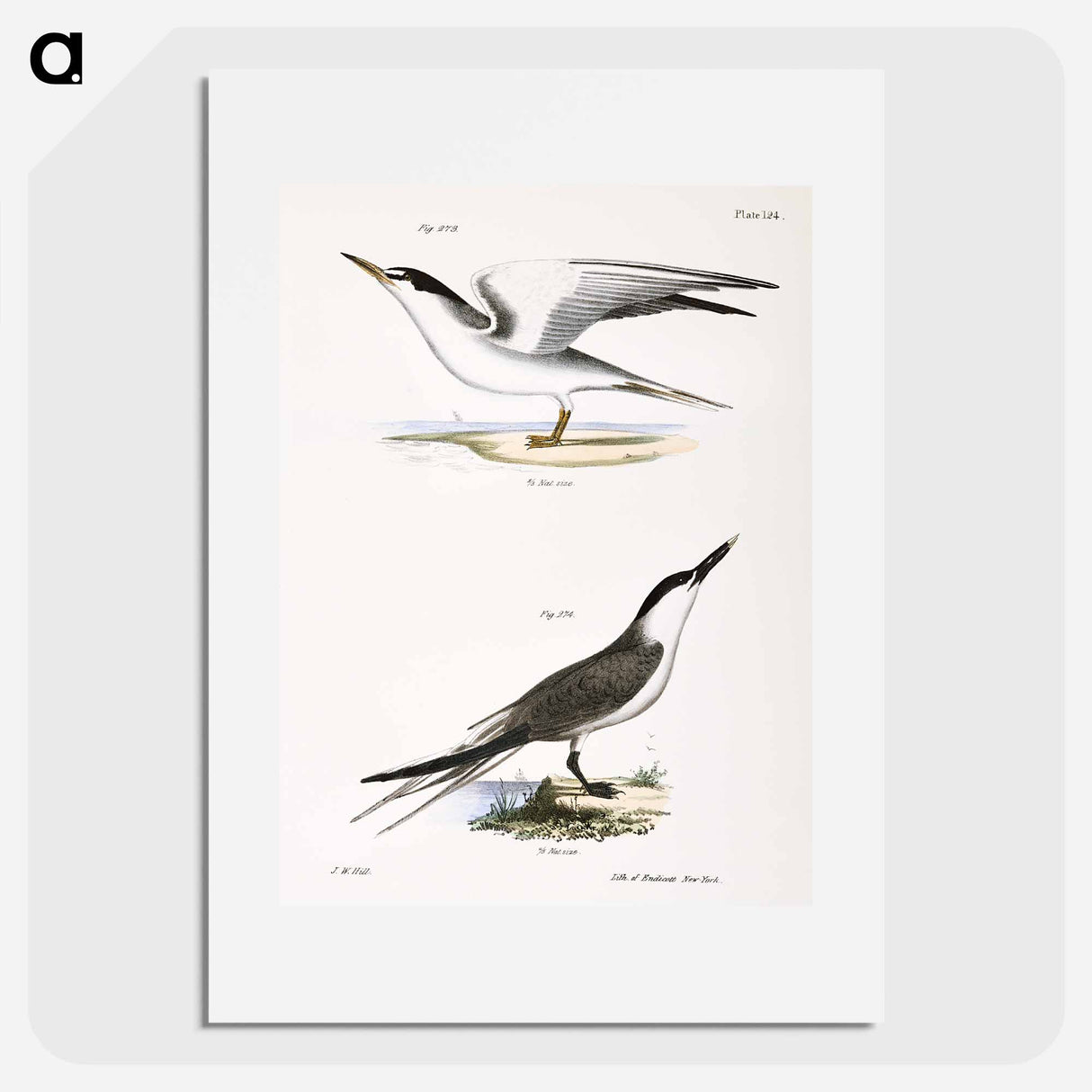 Silvery Tern (Sterna argentea) 274. Sandwich Tern (Sterna cantiaca) illustration from Zoology of New York by - ニューヨークの動物学 Poster.