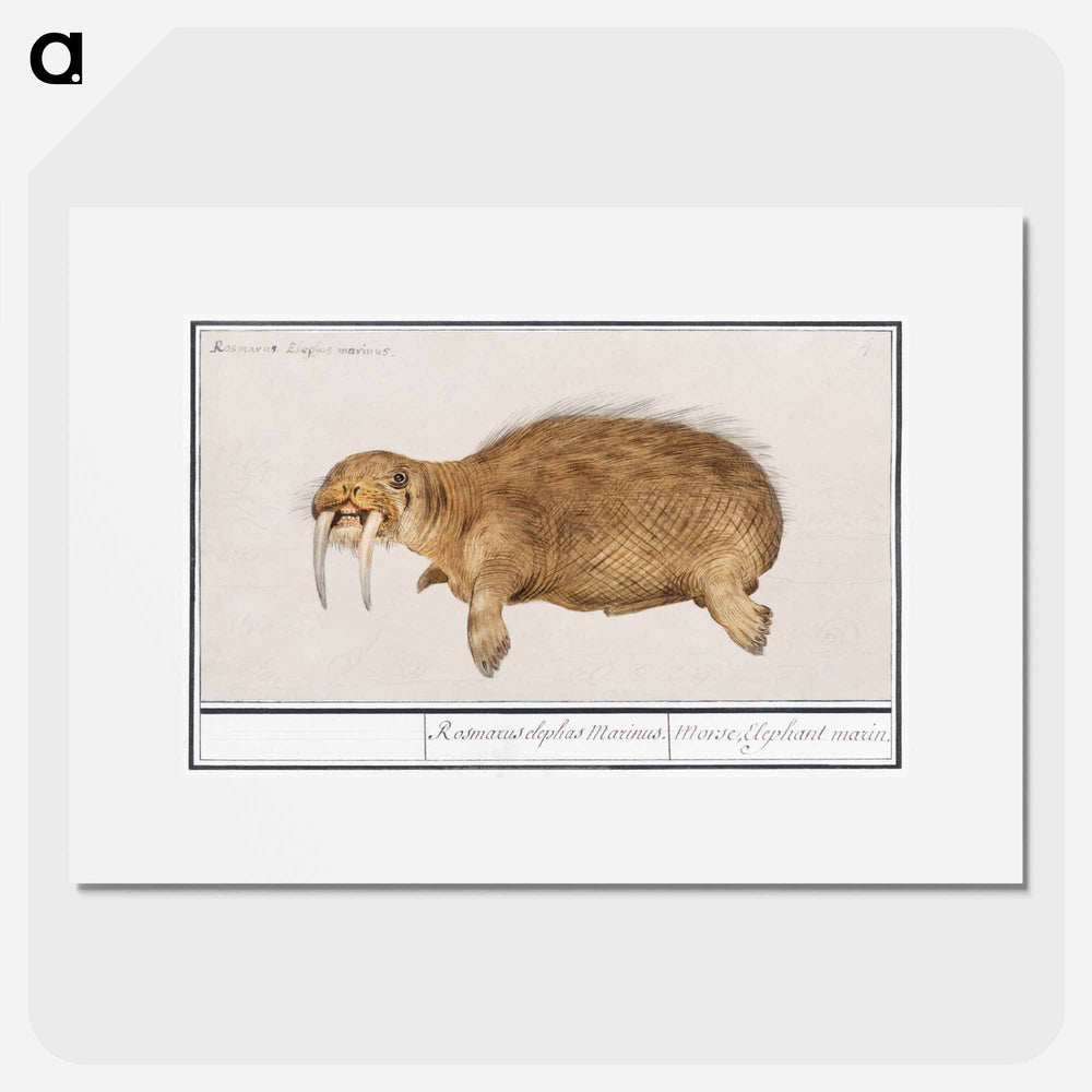 Walrus - アンセルムス ボエティウス デ ブート Poster.